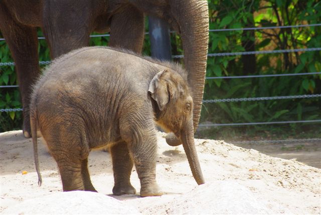 Baby Elephant