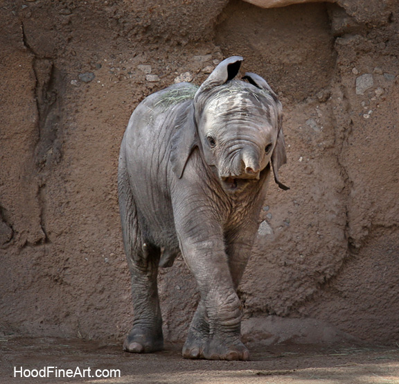 baby elephant