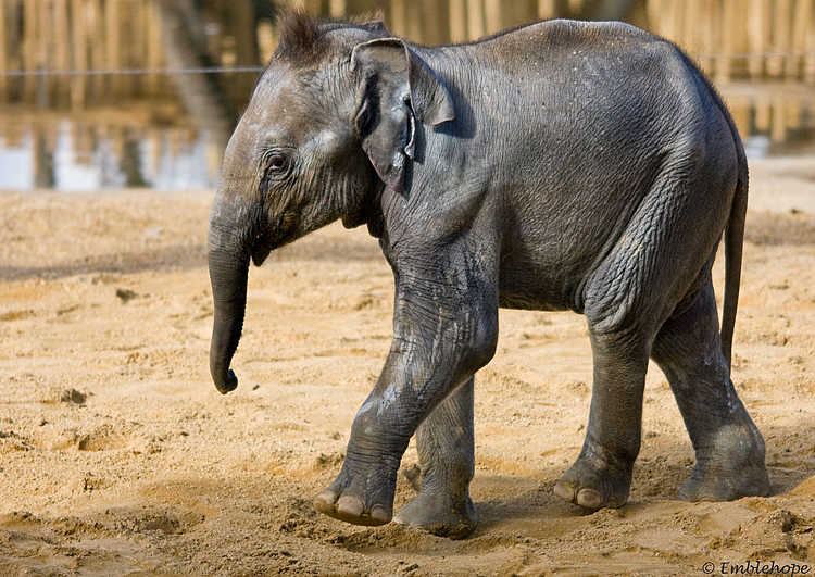 Baby Elephant.