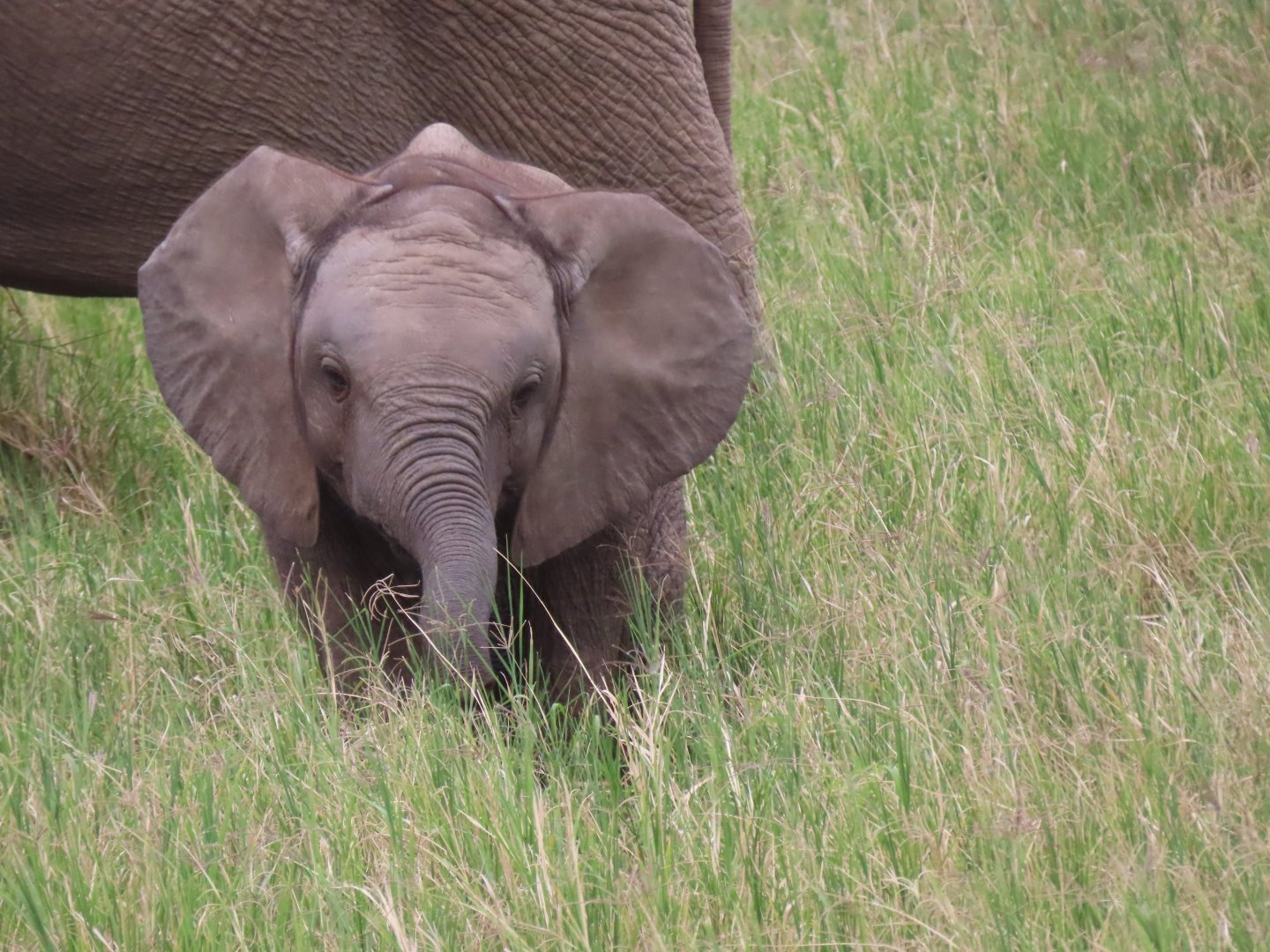 Baby elephant
