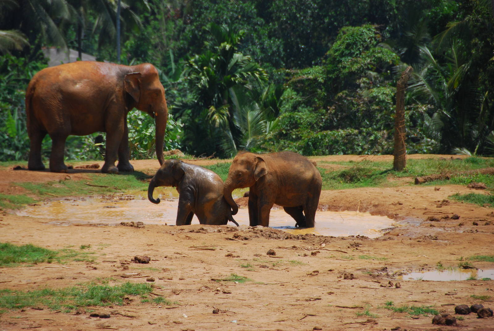 Baby elephants playing