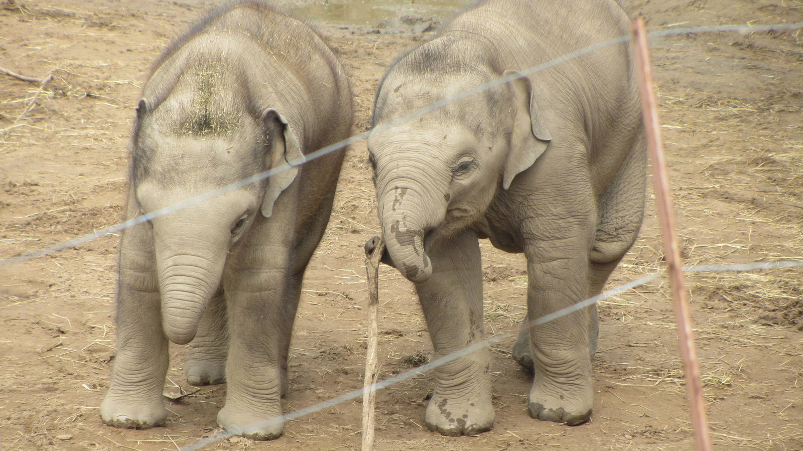 Baby Elephants Playing