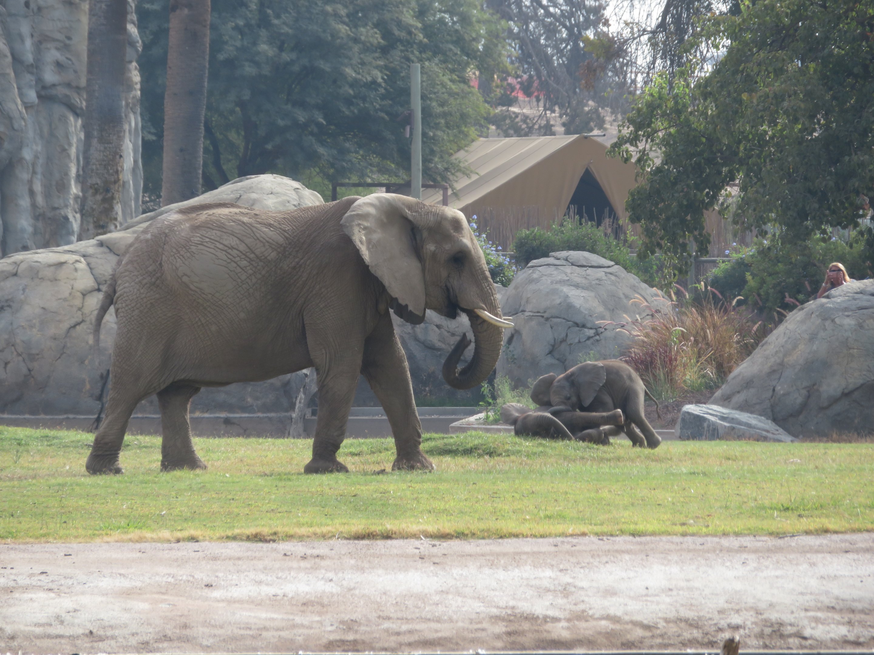 Baby Elephants Wrestling