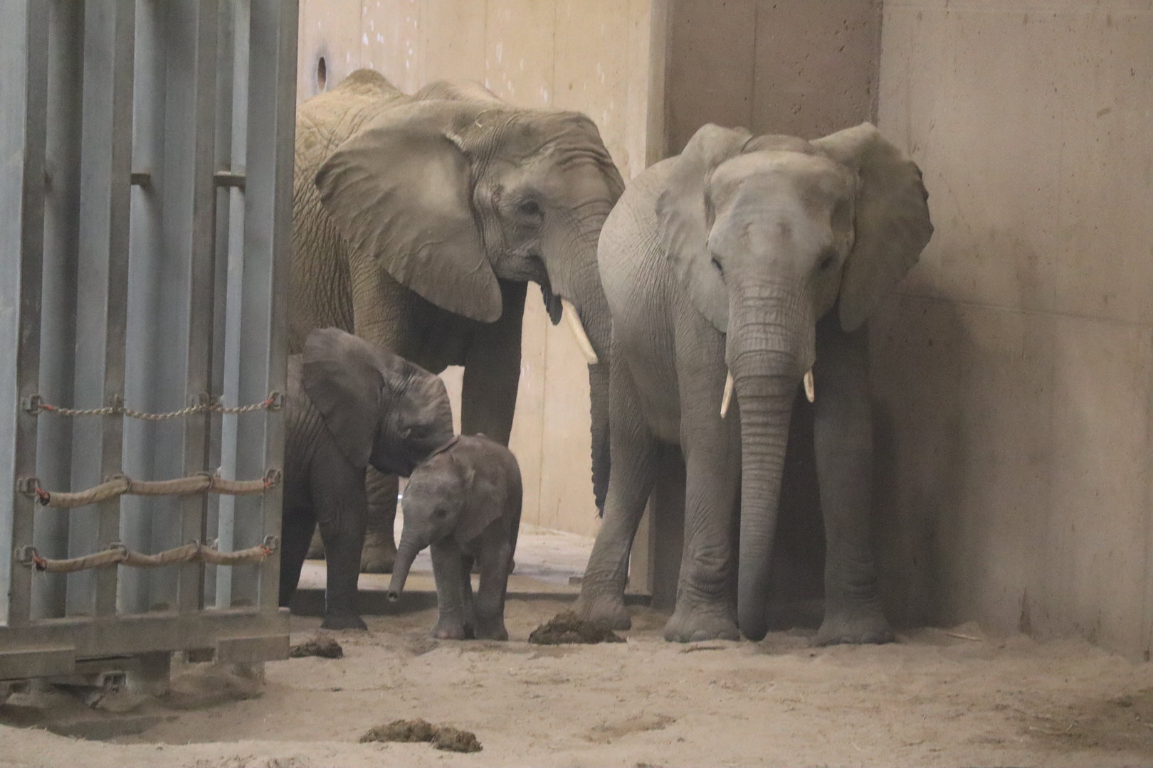 Baby Elephants!