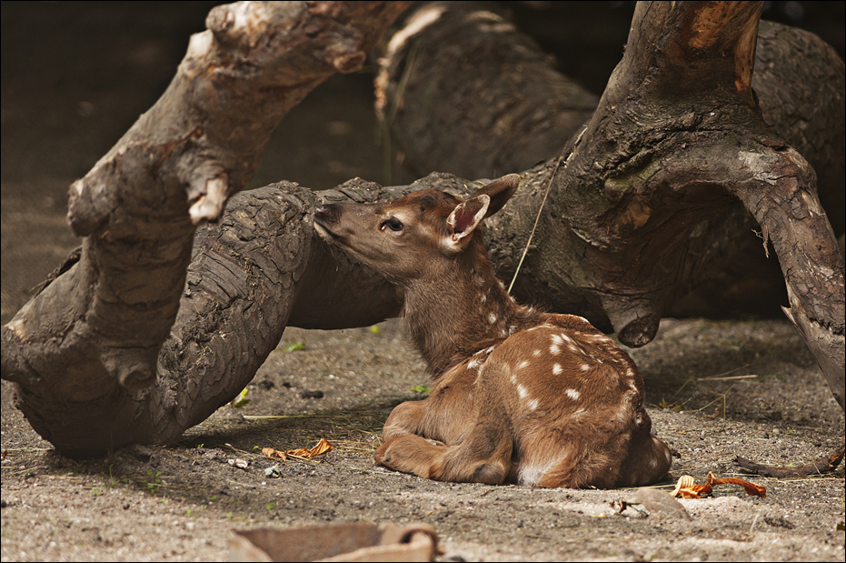 Baby elk at Hamburg