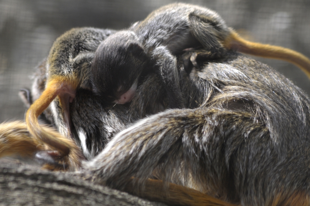 Baby Emperor Tamarin Twins