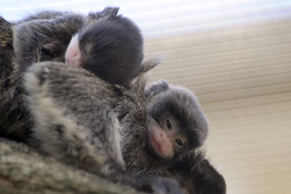 Baby Emperor Tamarin Twins
