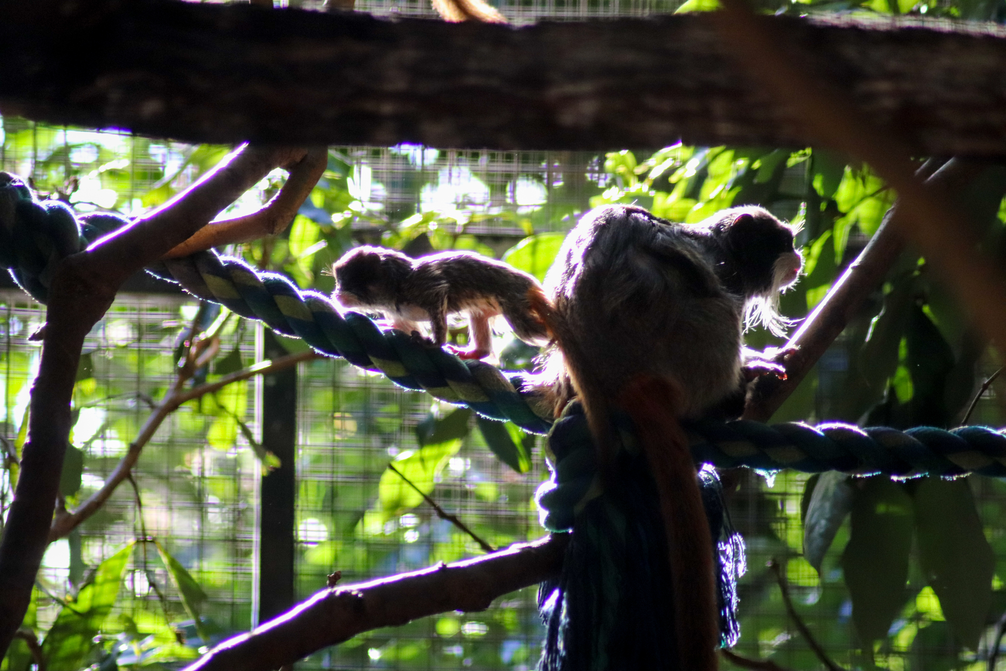 Baby Emperor Tamarin
