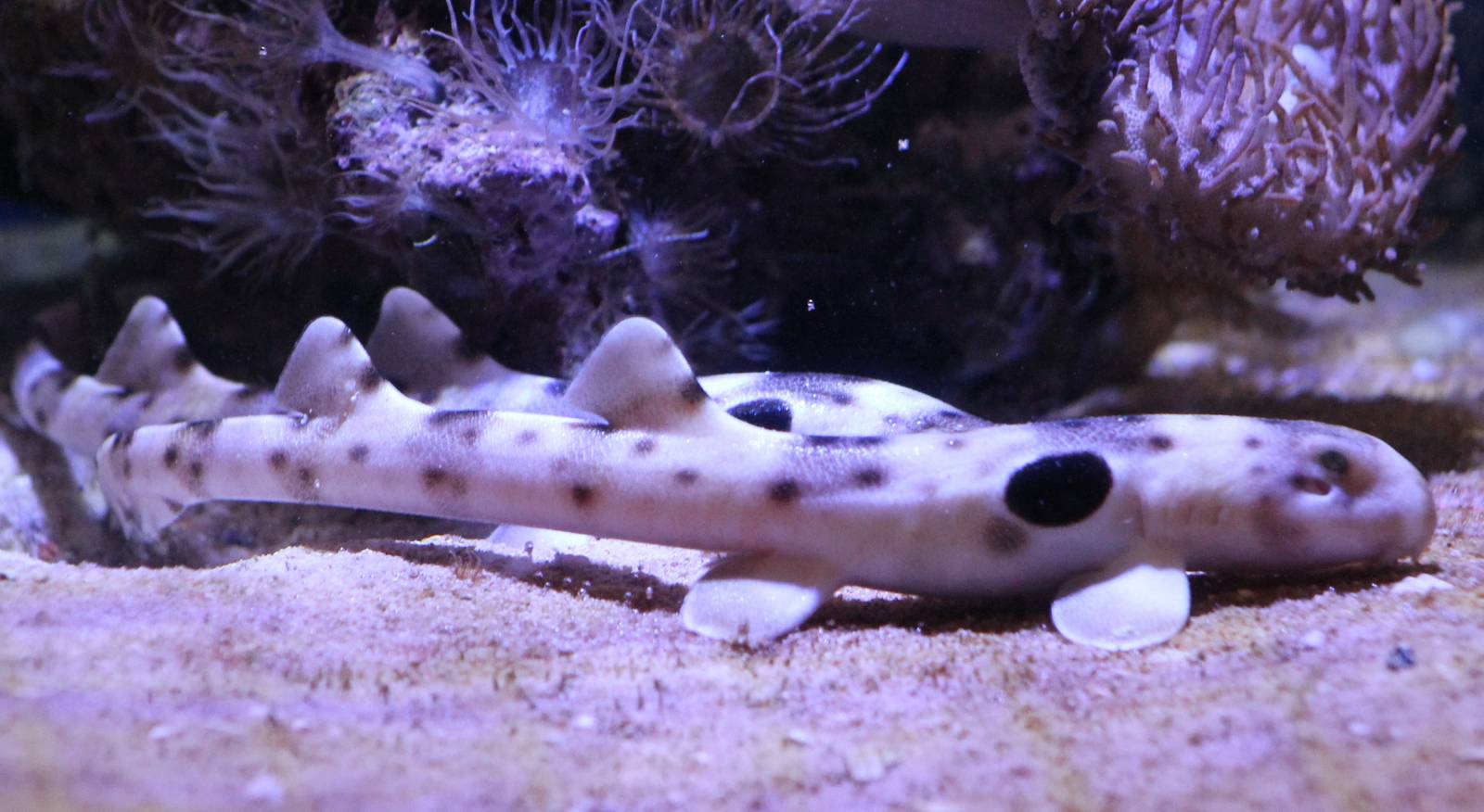 baby epaulette sharks