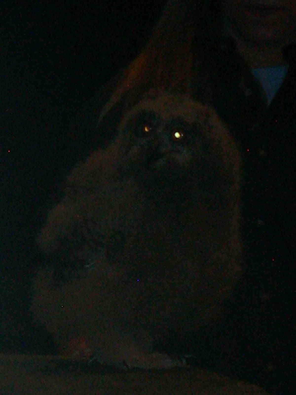 Baby Eurasian Eagle Owl