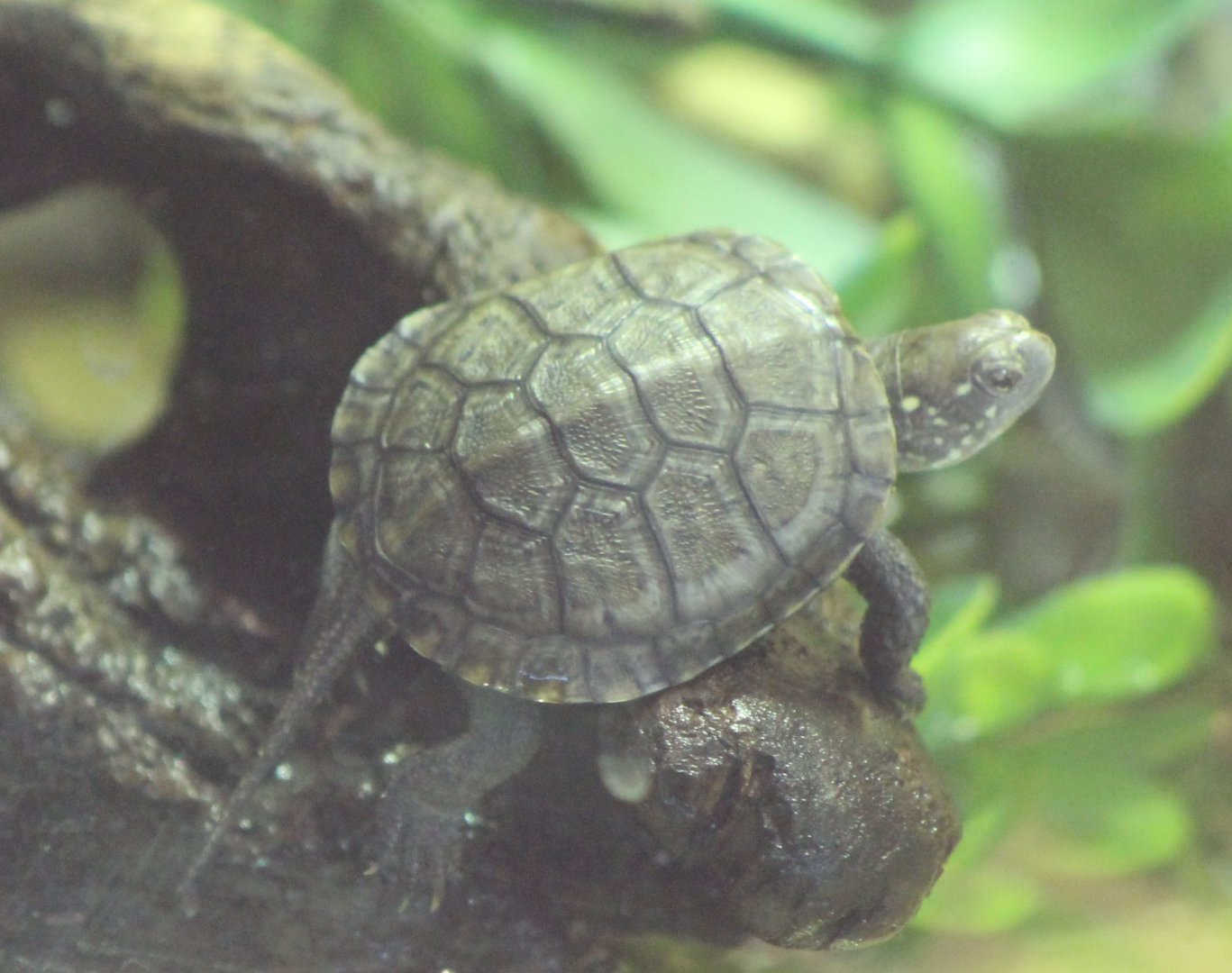 Baby European Pond Turtle - Emys orbicularis