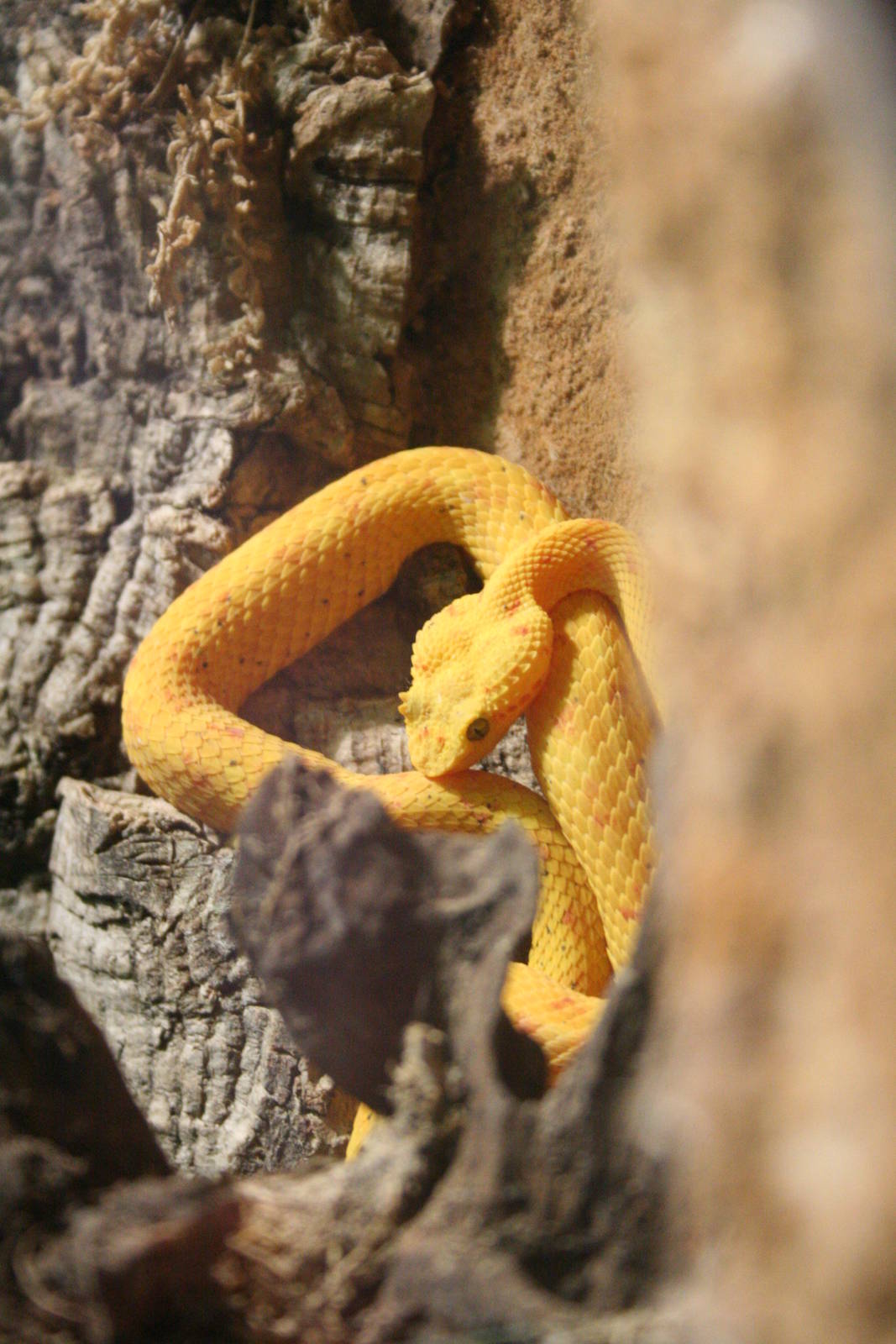 [baby?] Eyelash Viper