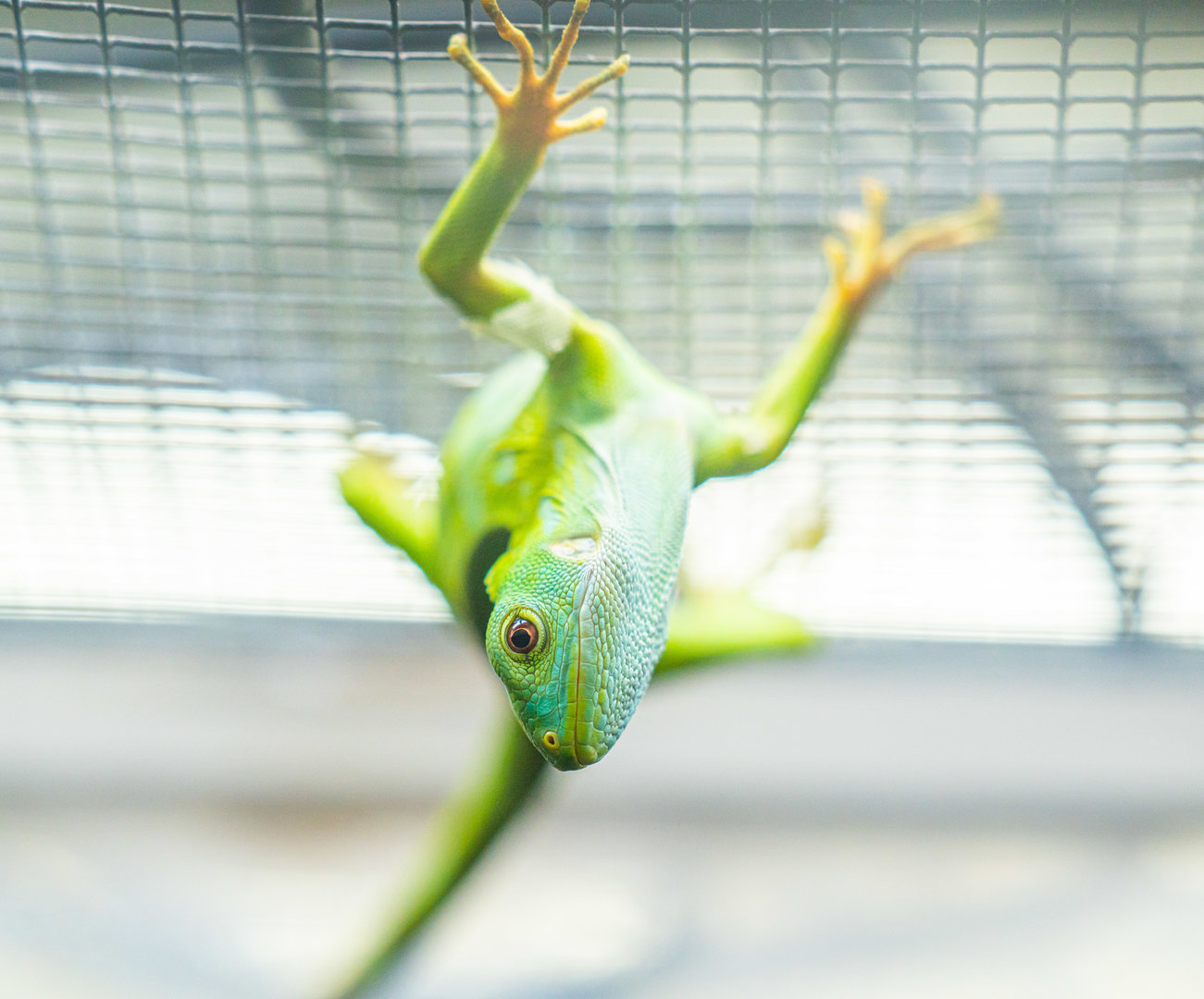 Baby Fiji Banded Iguana