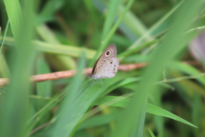 Baby fivering (Ypthima philomela)