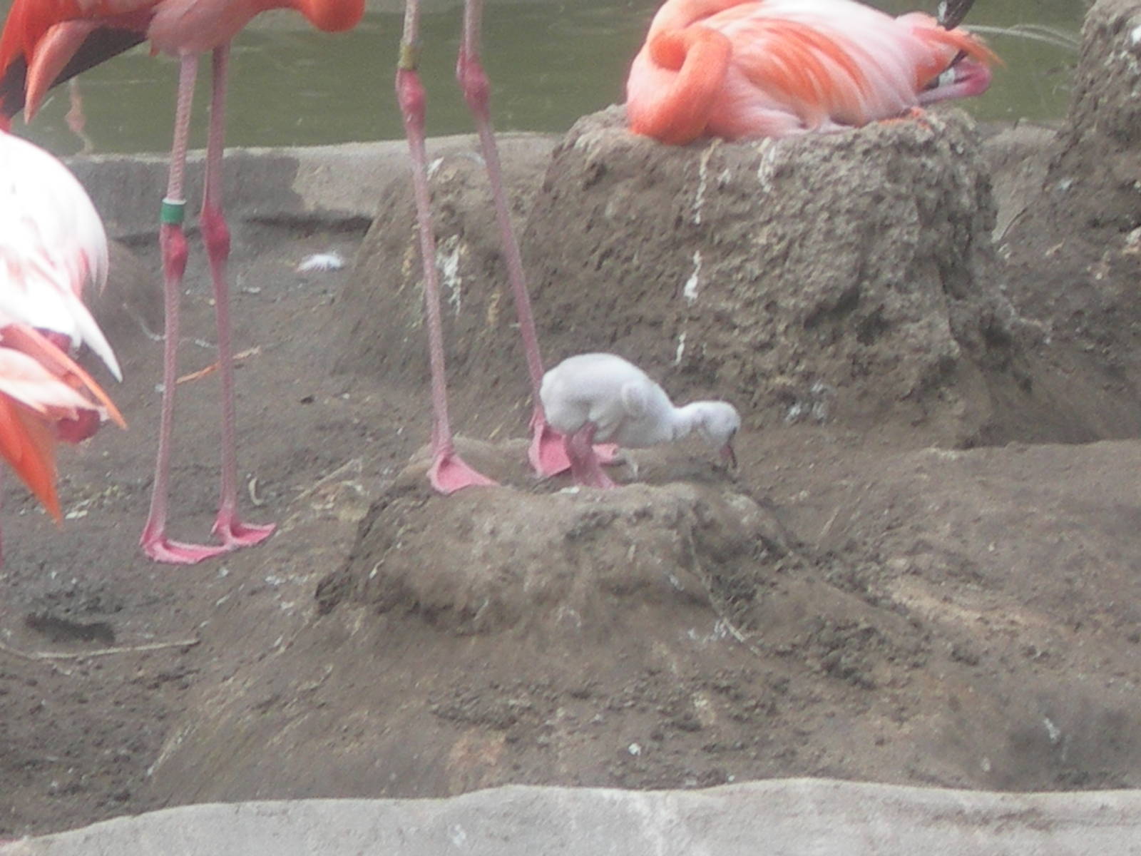Baby Flamingo