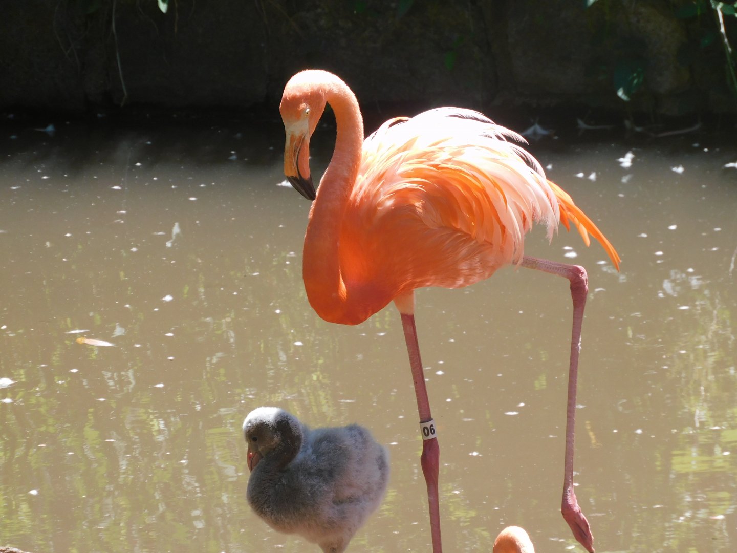 Baby flamingo