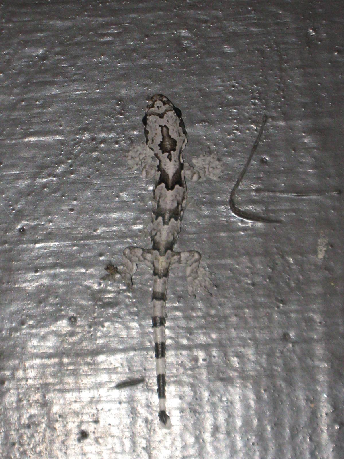 baby flying gecko (Ptychozoon sp)