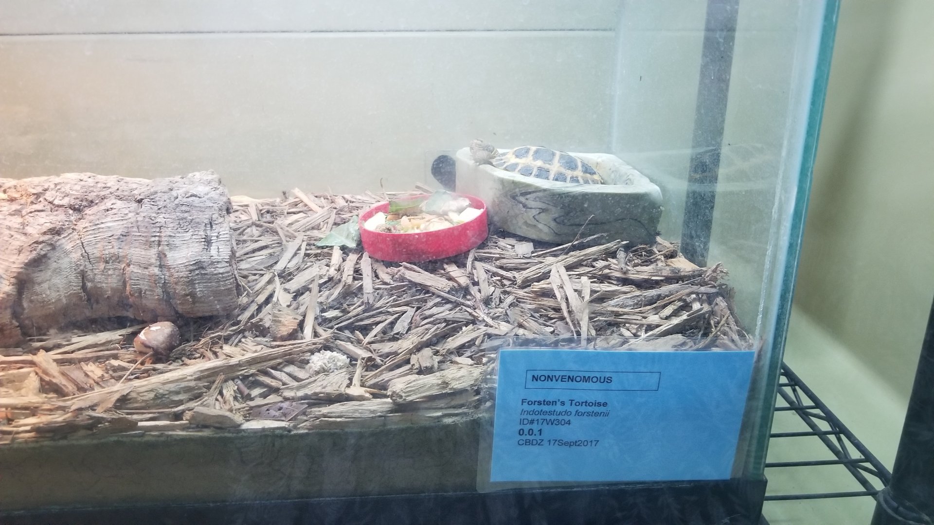 baby Forsten's tortoise