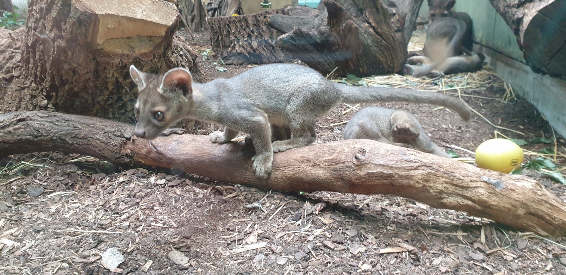 Baby  Fossa