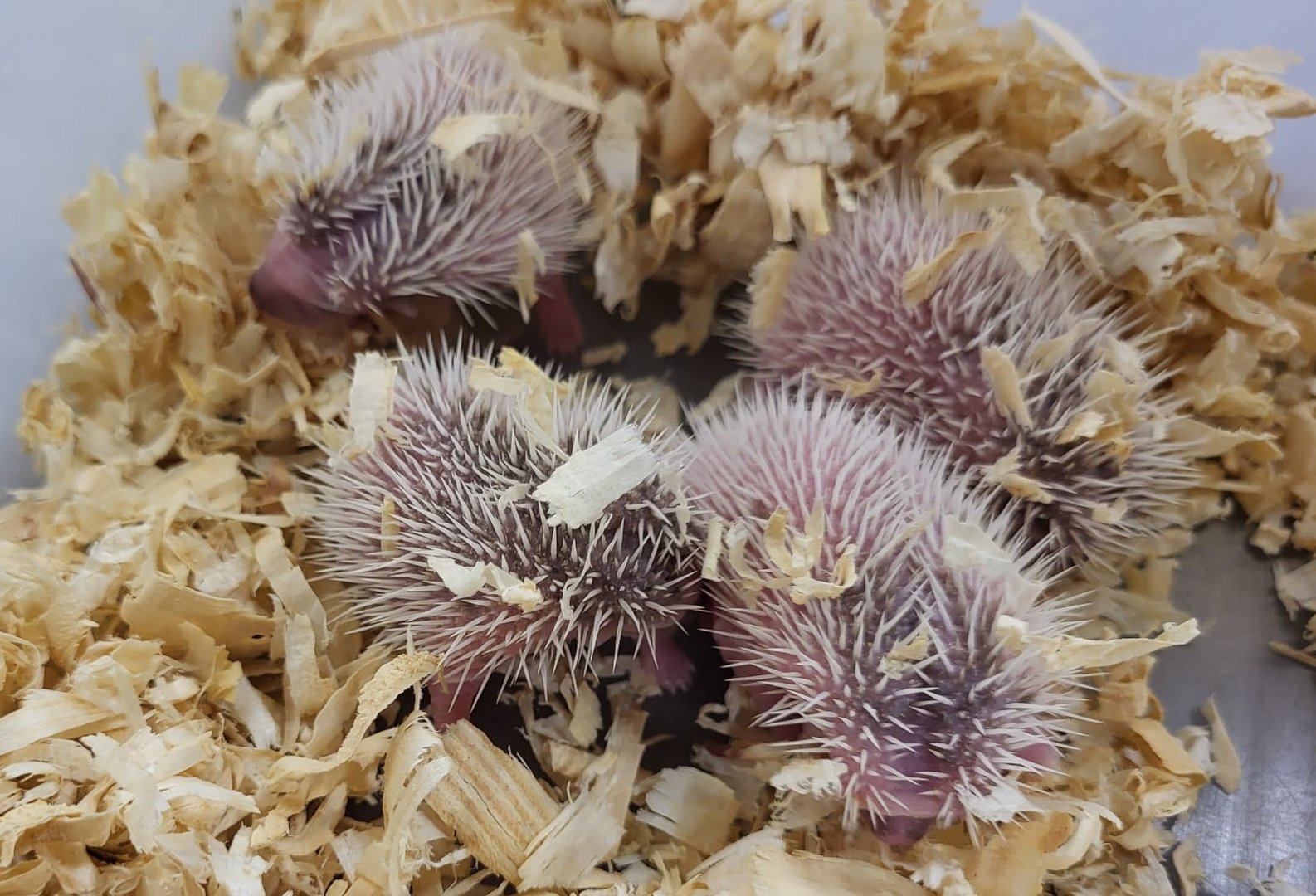 Baby Four-toed hedgehogd