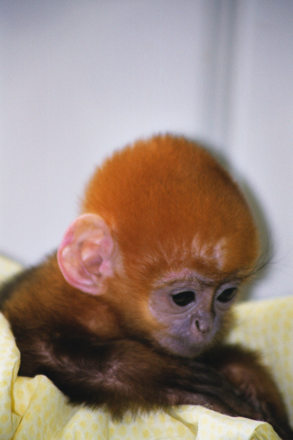 Baby francois - Belfast