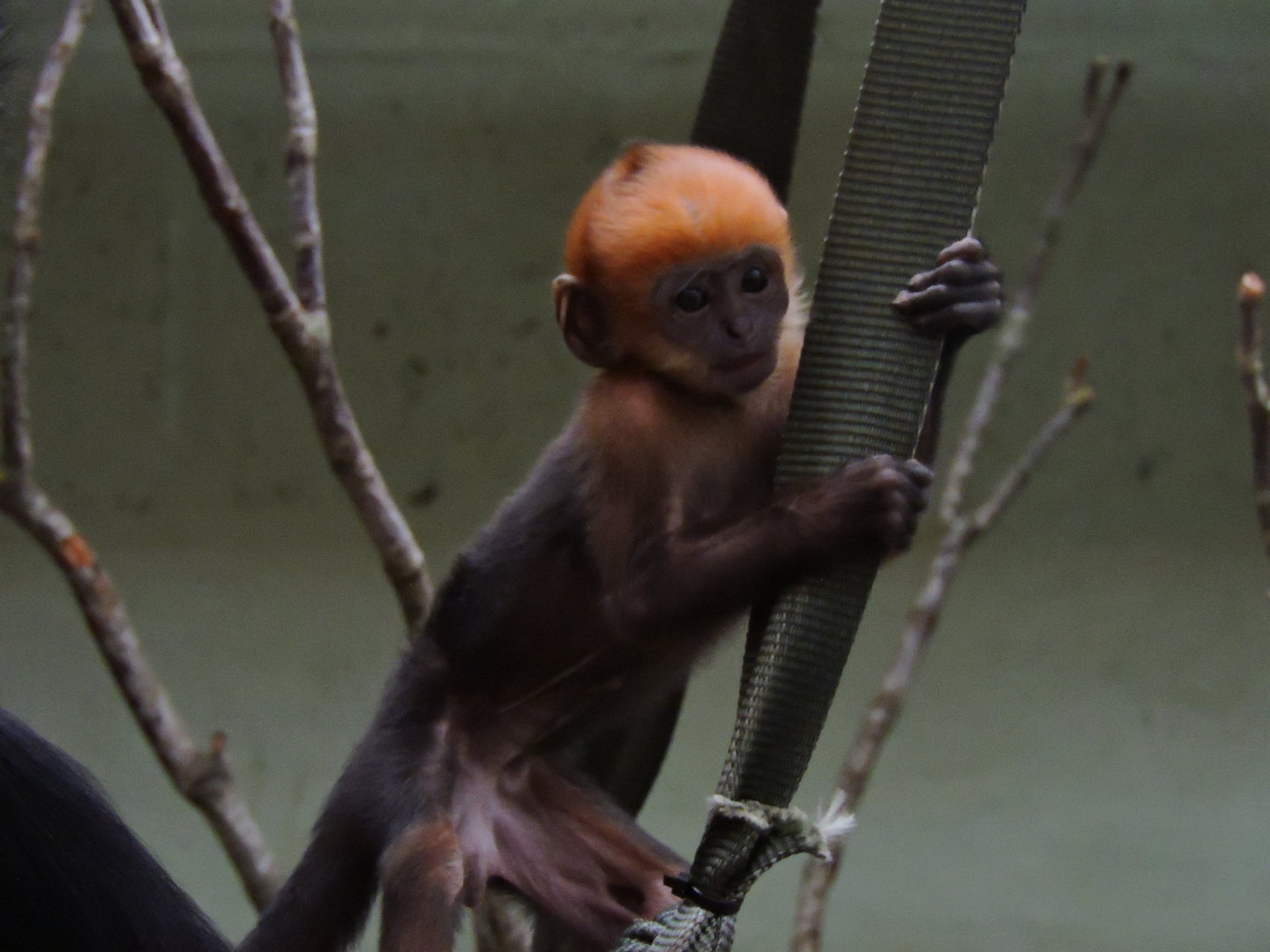 Baby Francois Langur 2