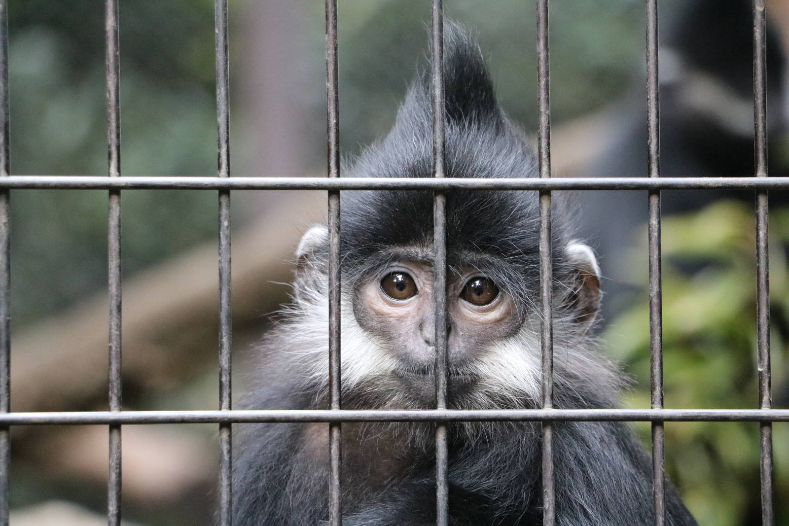 Baby Francois langur, February 2016
