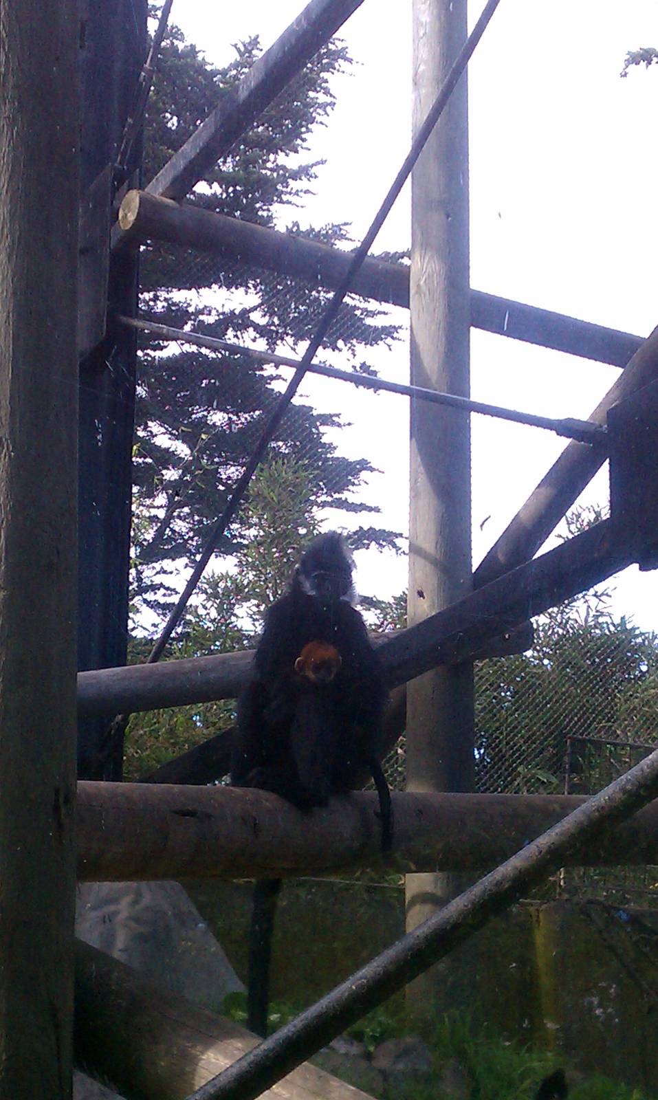 Baby Francois Langur