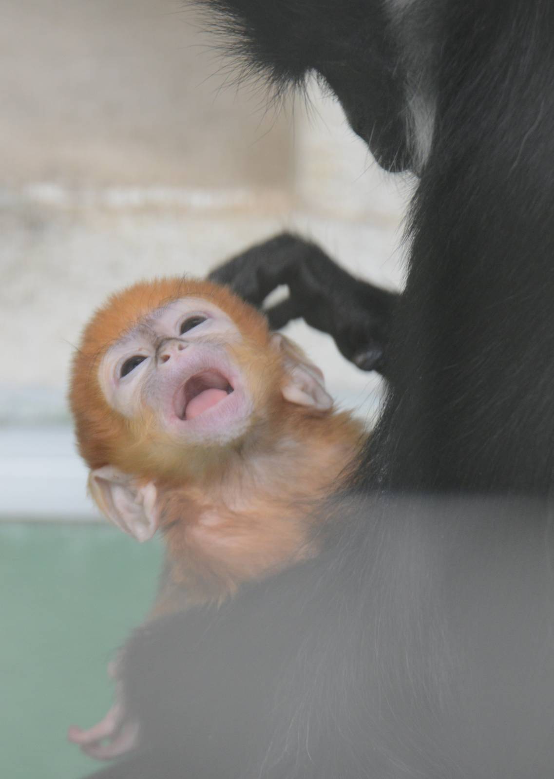 Baby Francois langur