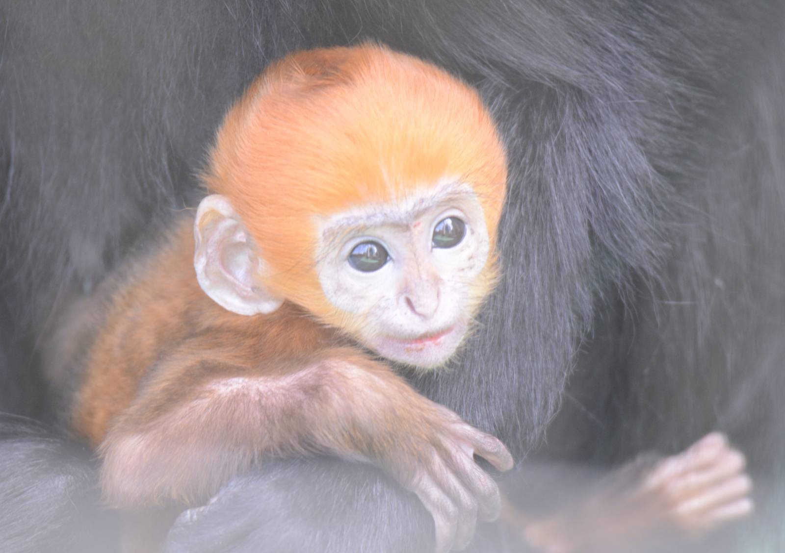 Baby Francois langur