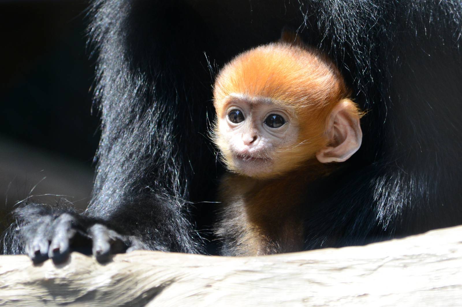 Baby Francois langur