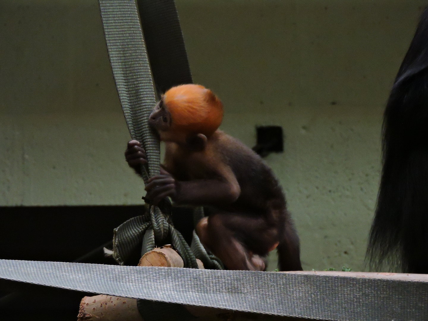 Baby Francois Langur