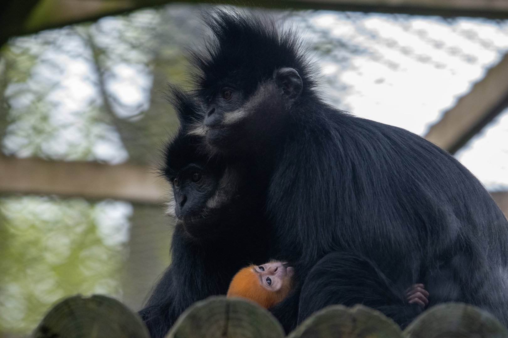 Baby Francois Langur