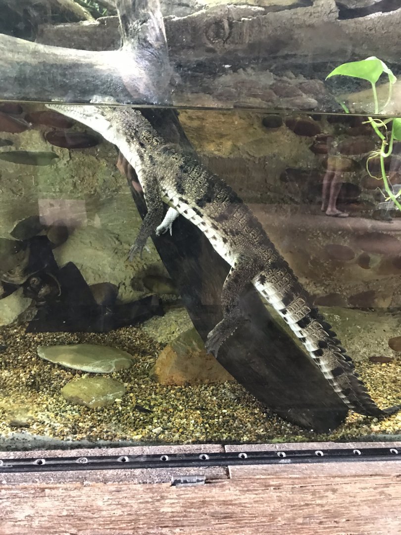 Baby freshwater crocodile (Crocodylus johnstoni)