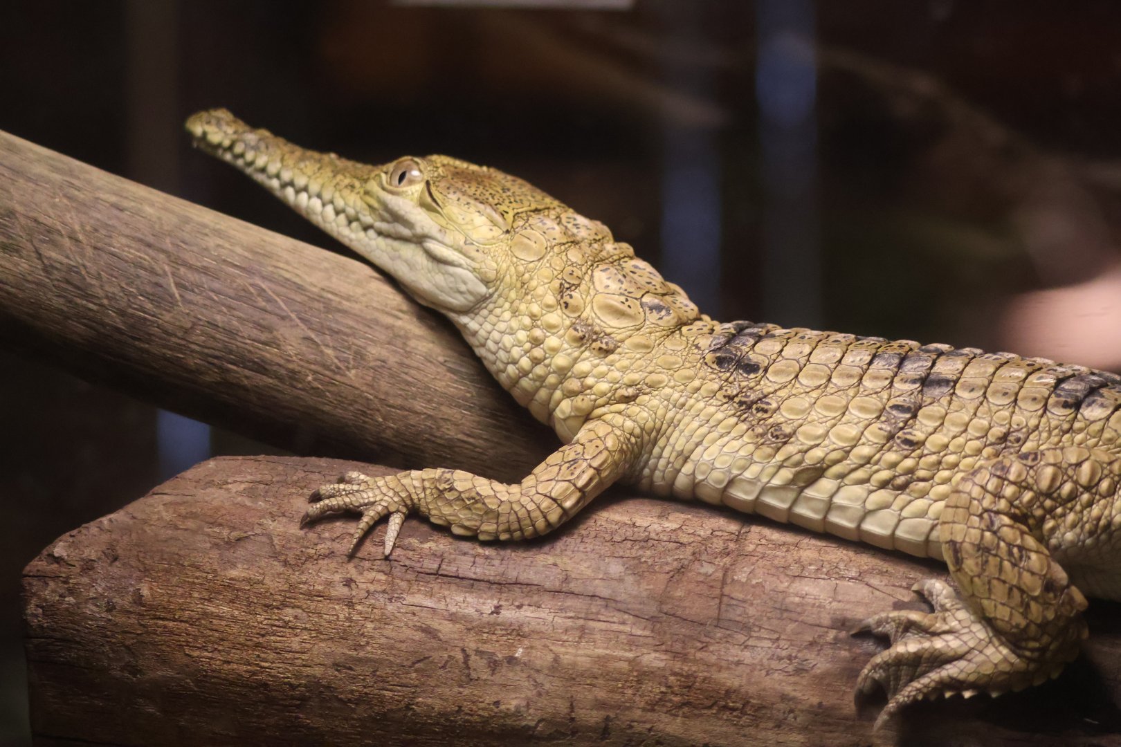 Baby Freshwater Crocodile