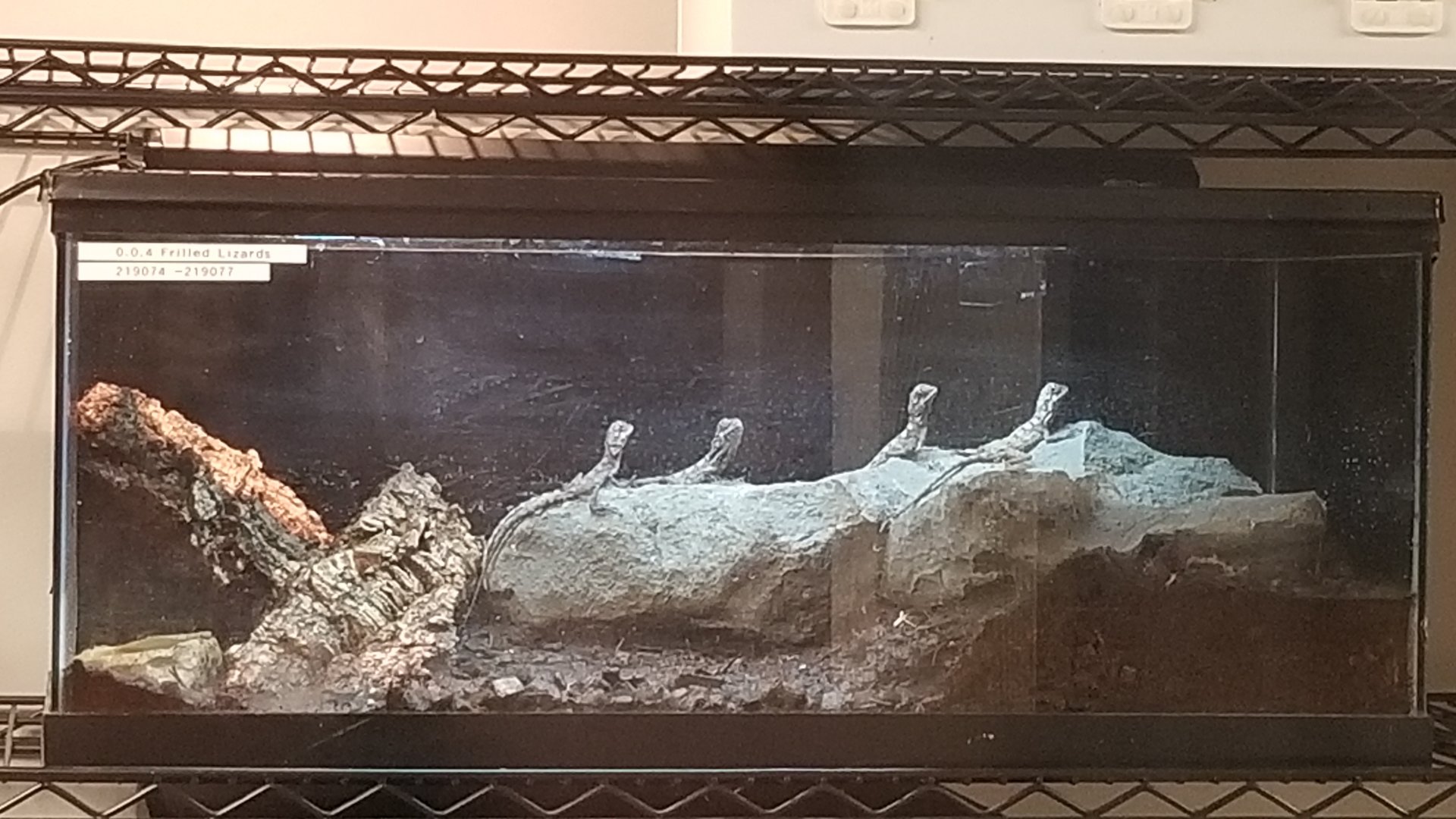 Baby frilled lizards