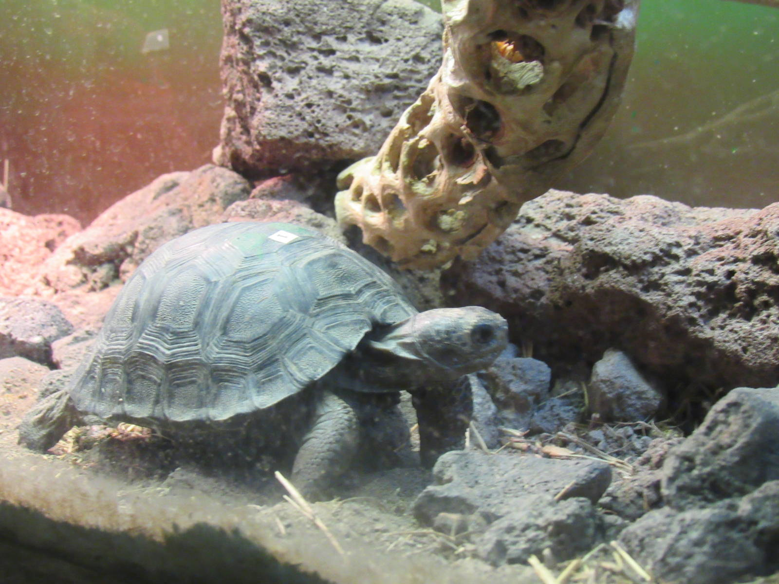 Baby Galapagos Tortoise