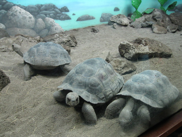 Baby Galapagos Tortoises