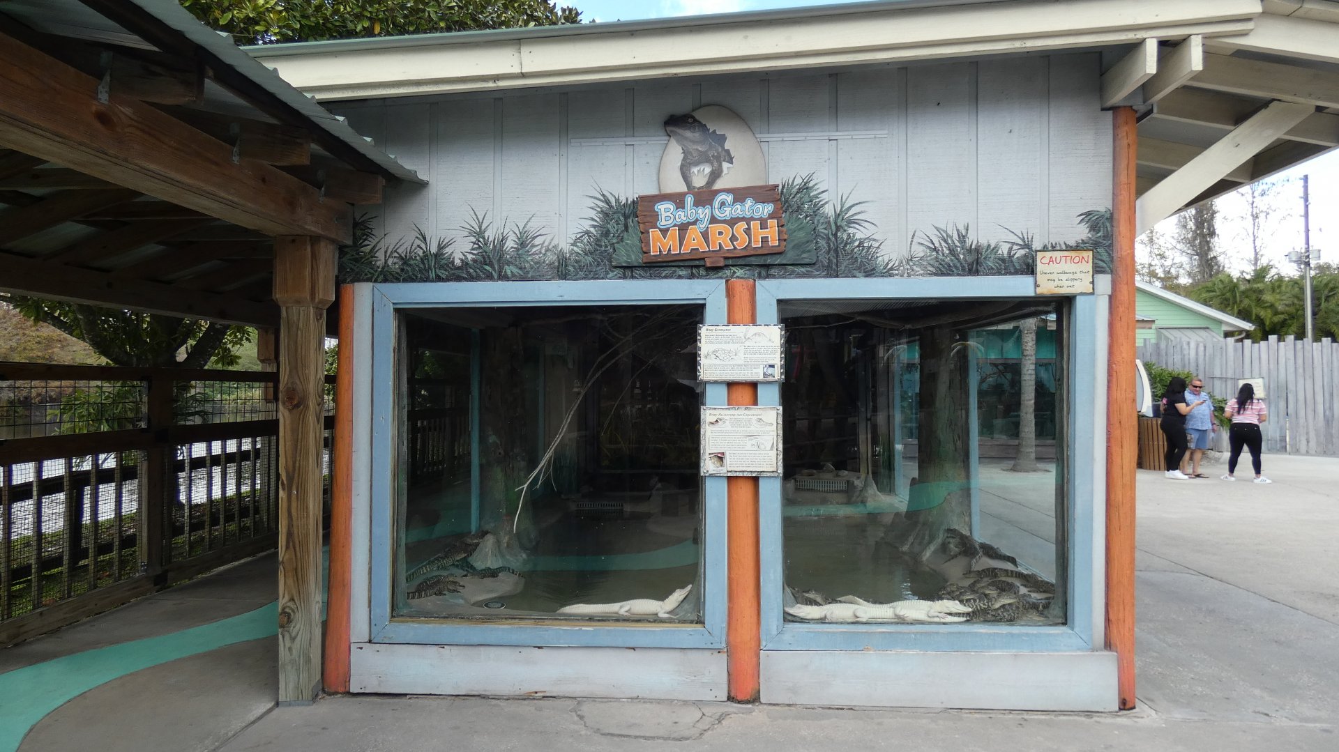 Baby Gator Marsh - Jan. 2022