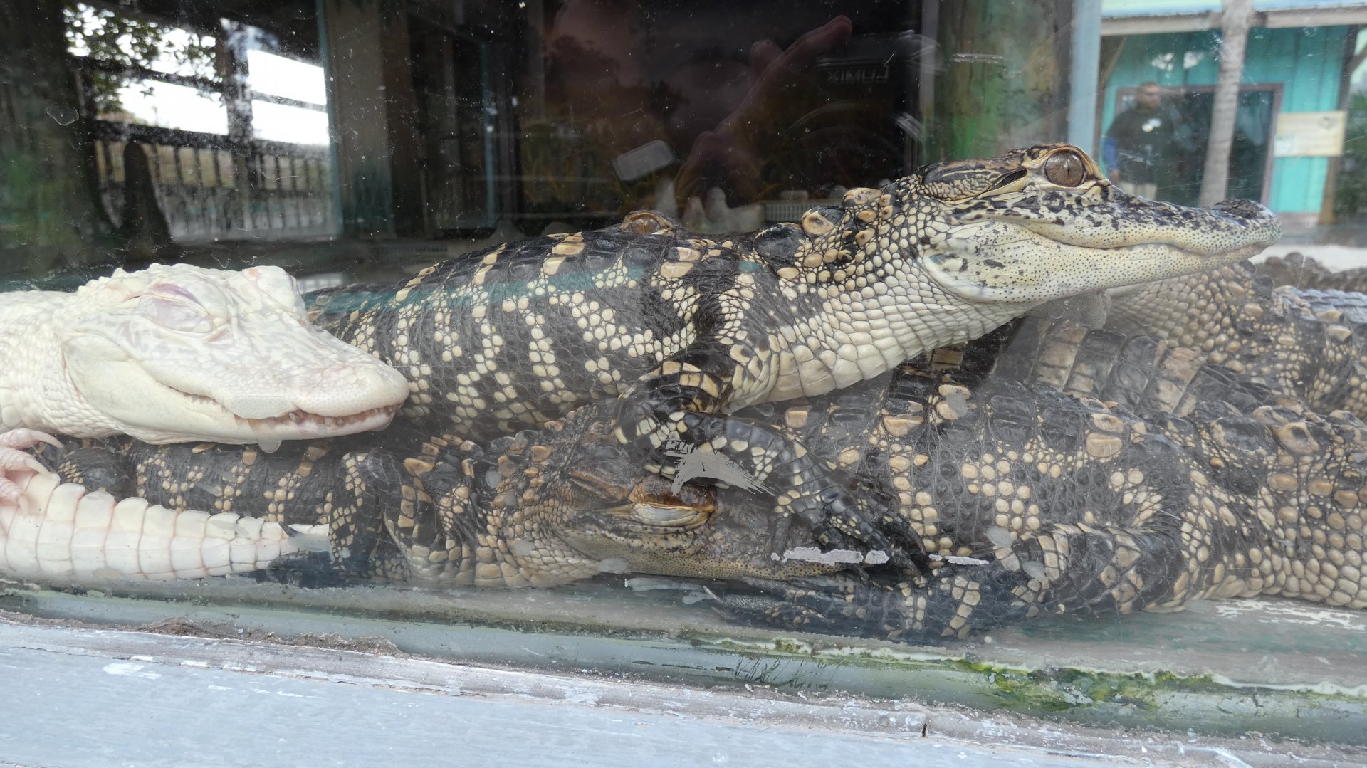 Baby Gator Marsh - Jan. 2022