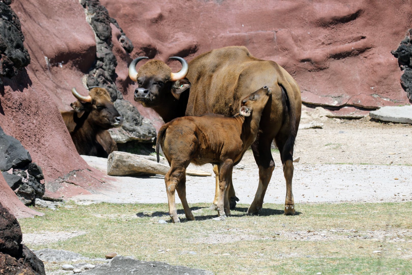 Baby Gaur