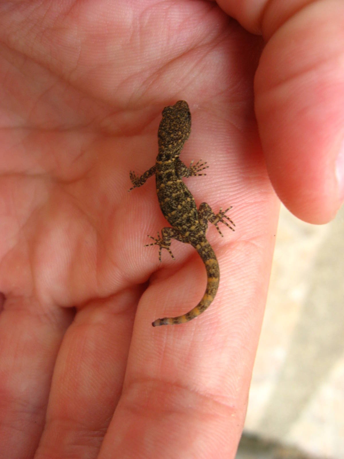 Baby Gecko...Species?