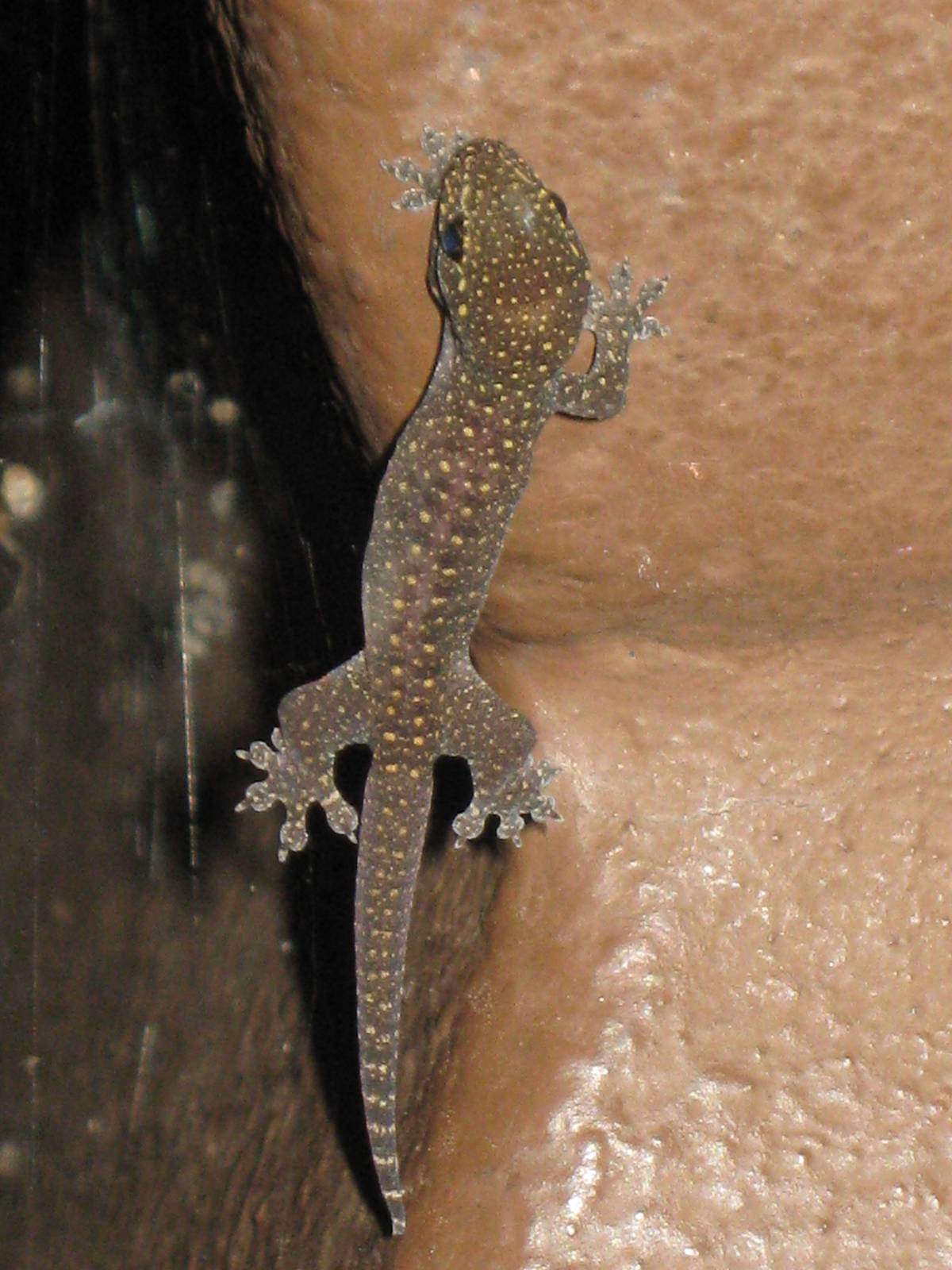 baby gecko