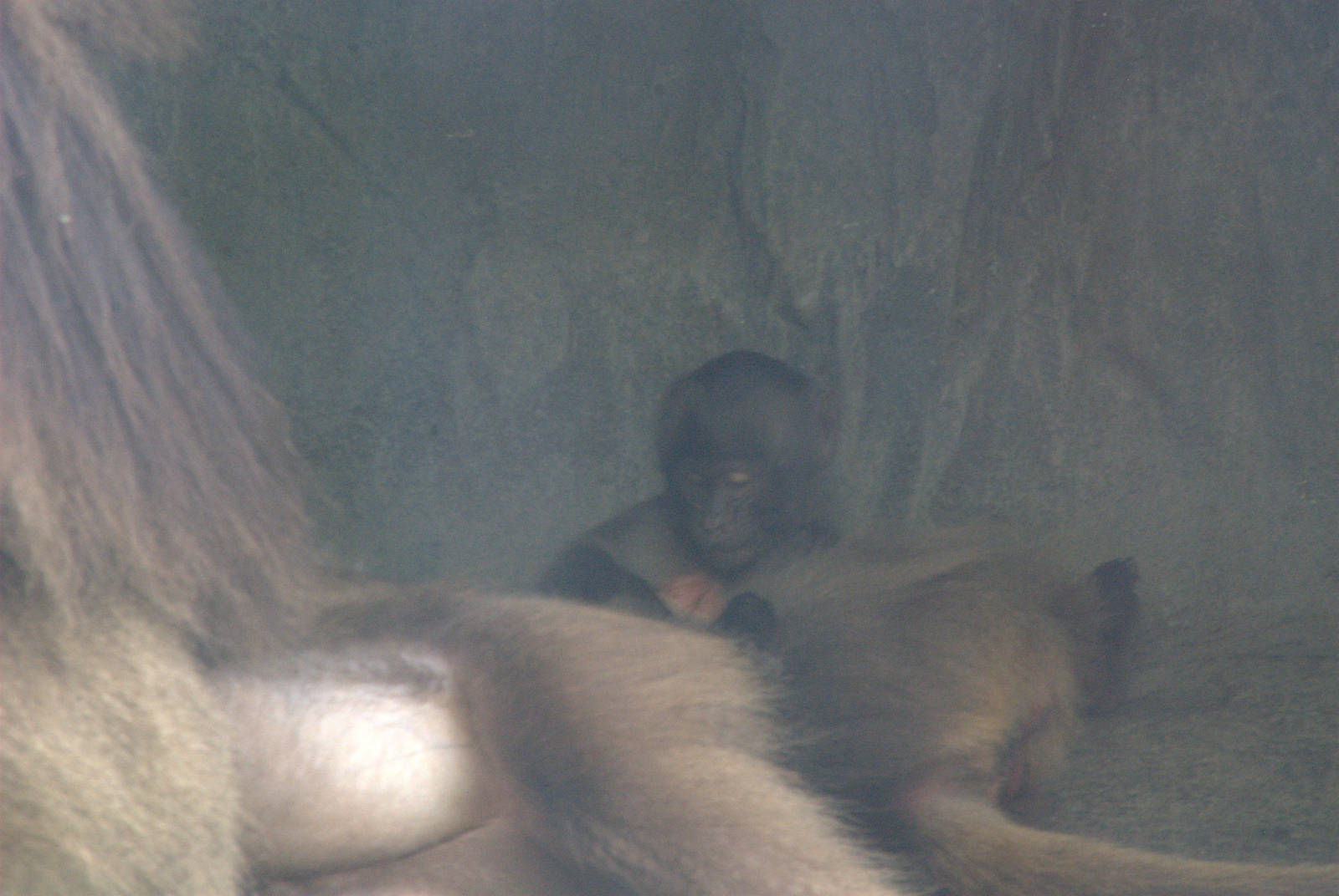 Baby Gelada