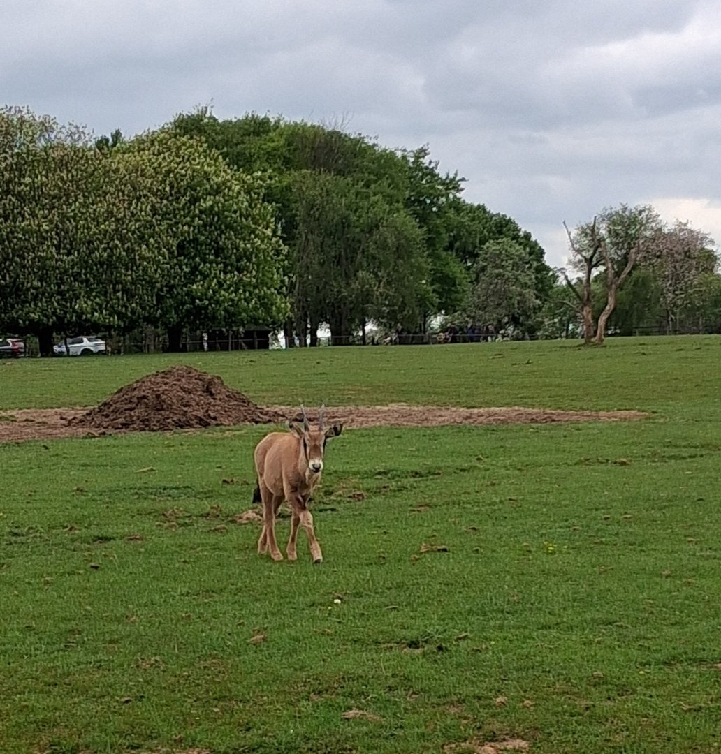 Baby gemsbok