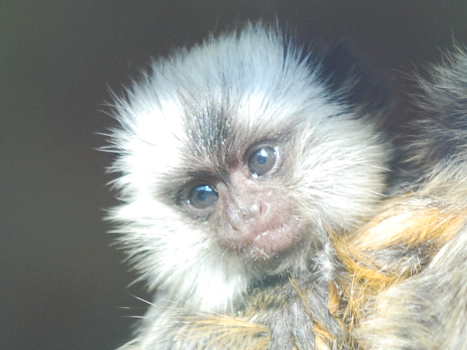 Baby Geoffroy's marmoset