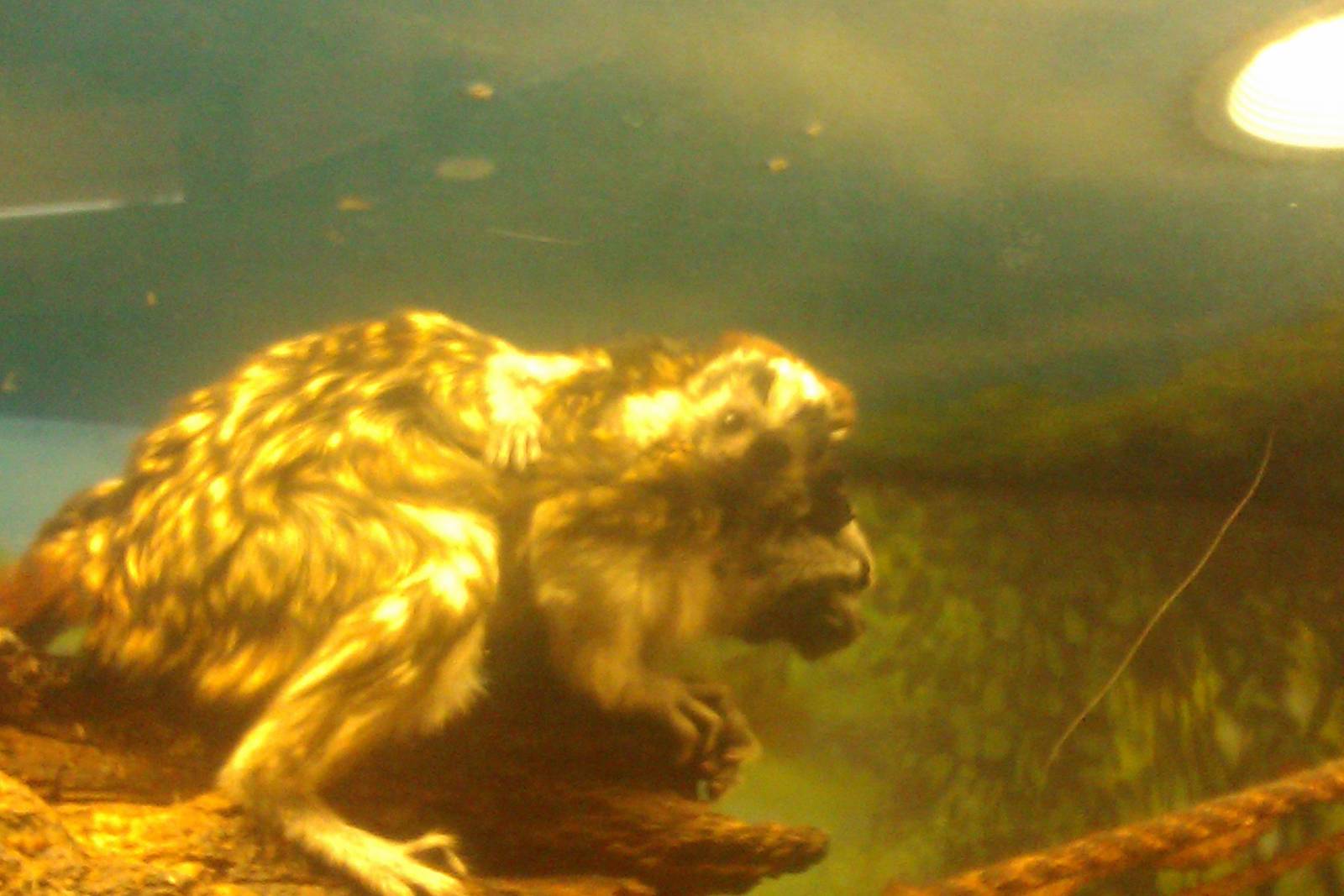 Baby Geoffroy's tamarin riding on mom