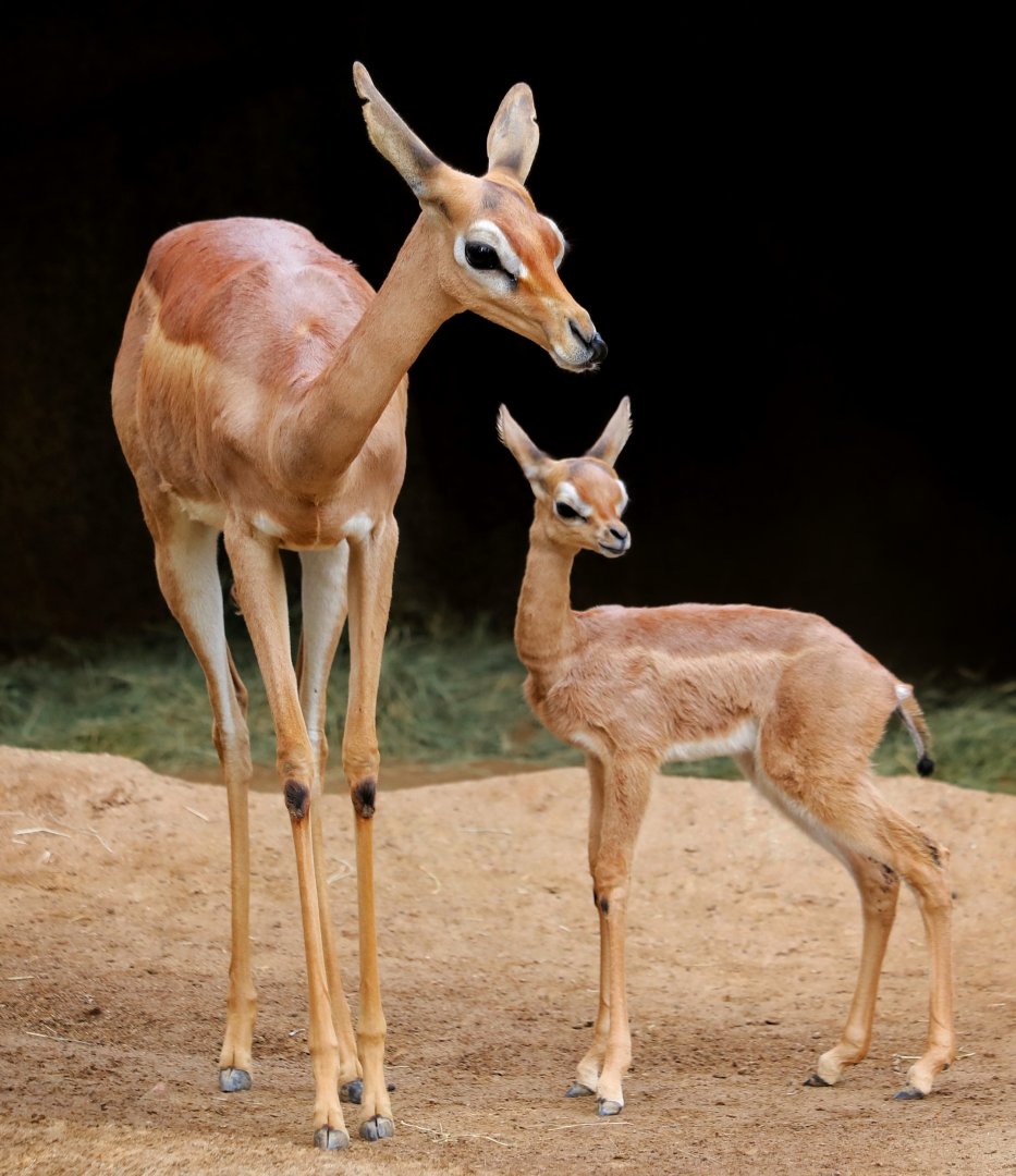 Baby Gerenuk (one week old) with Mom