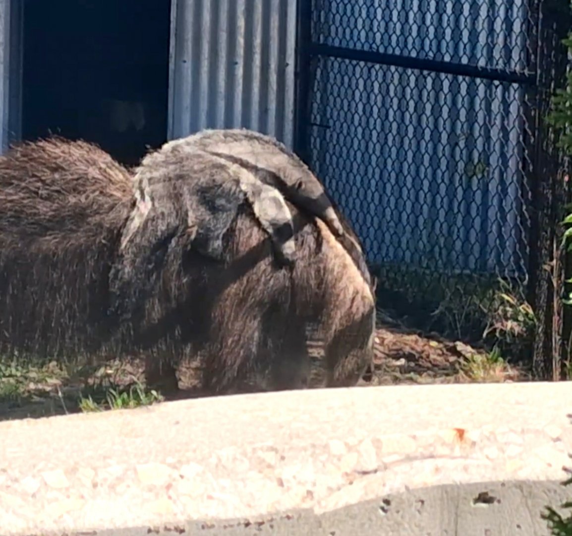 Baby giant anteater hanging onto mom