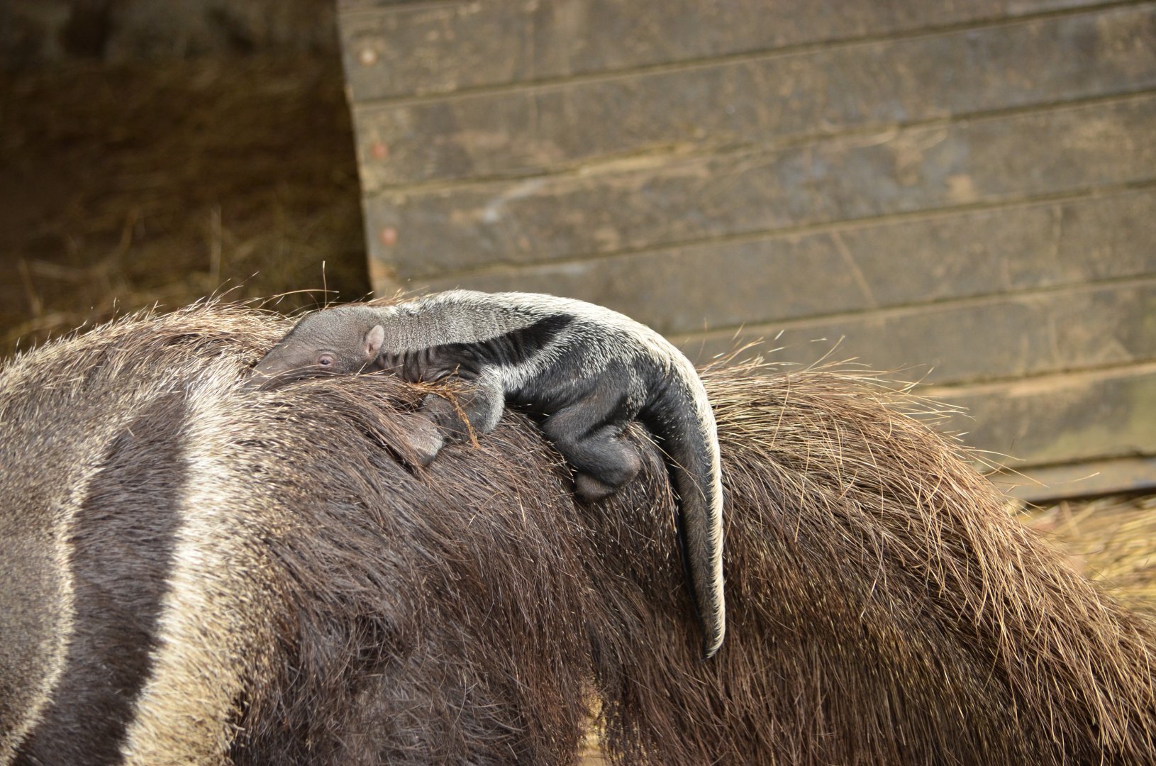 Baby giant anteater (Myrmecophaga tridactyla)